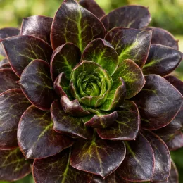 Succulente 'Surreal destiny' (Semponium) — rosette charnue aux feuilles vert sombre bordées · Photo d'illustration