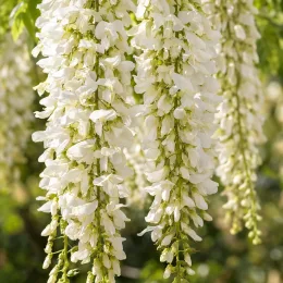 Glycine du japon 'Longissima alba' (Wisteria floribunda) — longs grappes de fleurs blanches pendantes · Photo d'illustration