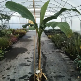 Bananier du Japon (Musa) — grand plant tropical en pot de culture · Pot 25L
