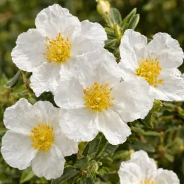 Halimiocistus (Halimiocistus sahucii) — fleurs blanches à cœur jaune sur feuillage vert · Photo d'illustration