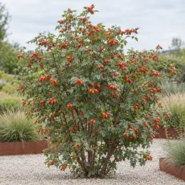 Rosier velu 'Karpatia' (Rosa villosa) — arbuste touffu couvert de nombreux petits fruits colorés · Photo d'illustration