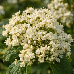 Viorne lantane (Viburnum lantana) — grosse ombelle de petites fleurs blanches · Photo d'illustration