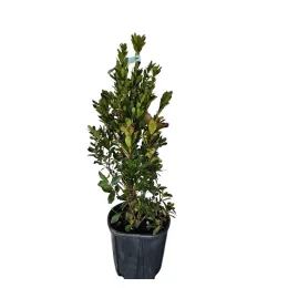 Arbousier. arbre aux fraises (Arbutus unedo) — jeune arbuste au feuillage dense en pot · Pot 15L