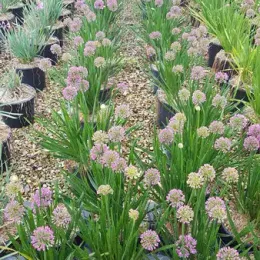 Ail (Allium millenium) — rangées de touffes fleuries violettes en pépinière · Pot 3L Touffe