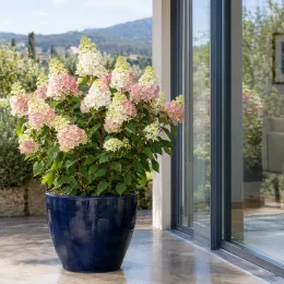 Hortensia paniculé 'Magical kilimanjaro' (Hydrangea paniculata) — arbuste fleuri en pot près d’une baie vitrée