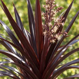 Cordyline australe 'Black knight' (Cordyline australis) — feuillage pourpre avec panicules de petites fleurs