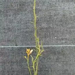 Porte-greffe 'Rich' (Poncirus trifoliata) — jeune plant élancé en pot plastique noir · Godet