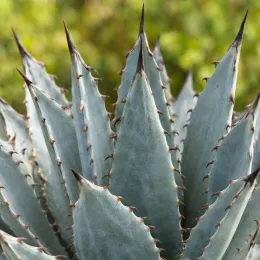 Agave du chihuahua 'Pale blue' (Agave lechuguilla) — rosette serrée de feuilles épaisses gris-vert pointues · Photo d'illustration