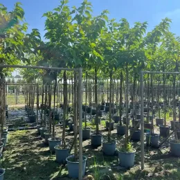 Mûrier platane 'Bombycis' (Morus kagayamae) — alignement d'arbres tiges en pots de pépinière · Pot 30L Tige 12/14