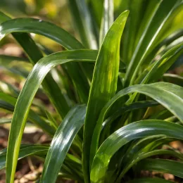 Agapanthe 'Infinity' (Agapanthus) — feuillage rubané vert luisant en touffe dense · Photo d'illustration