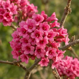 Viorne 'Aberconway' (Viburnum bodnantense) — gros plan sur grappe de petites fleurs roses · Photo d'illustration