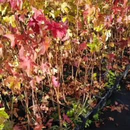 Copalme d'Amérique (Liquidambar styraciflua) — rangée de jeunes plants colorés en pépinière · Godet