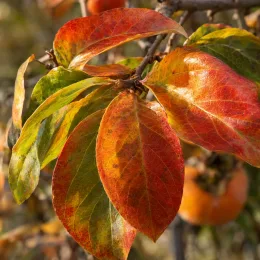 Plaqueminier 'Tipo' (Diospyros kaki) — feuilles colorées d’arbuste avec fruits flous