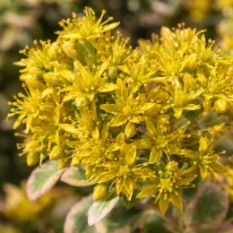 Orpin jaune 'Variegatum' (Sedum kamtschaticum) — gros plan de petites fleurs jaunes étoilées · Photo d'illustration