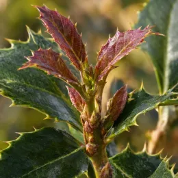 Osmanthe armée 'Selection' (Osmanthus armatus) — jeunes pousses épineuses au centre de feuilles luisantes · Photo d'illustration
