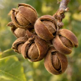 Noyer du texas (Juglans microcarpa) — groupe de fruits bruns velus ouverts · Photo d'illustration