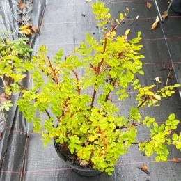 Rosier pimprenelle (Rosa pimpinellifolia) — jeune arbuste épineux au feuillage vert en pot · Pot 2.5L