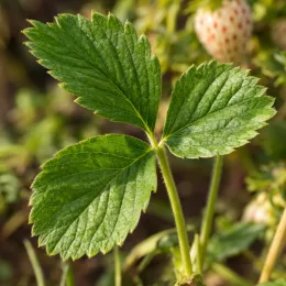 Fraisier ananas 'White dream' (Fragaria × ananassa) — feuilles vertes dentées avec fruit blanc en arrière-plan · Photo d'illustration