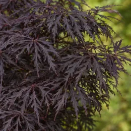 Érable du japon 'Black lace' (Acer palmatum) — feuillage finement découpé pourpre foncé