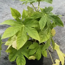 Aralia du japon (Fatsia japonica) — jeune arbuste à larges feuilles palmées en pot · Pot 3L
