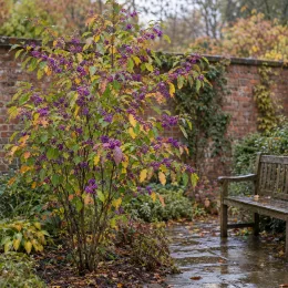 Arbre aux bonbons (Callicarpa bodinieri) — arbuste aux baies violettes près d’un banc