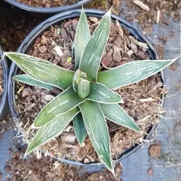 Agave pintilla — rosette succulente verte striée en pot noir · Pot 2.5L
