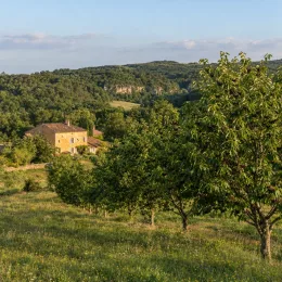 Cerisier 'Noire de meched' (Prunus avium) — rangée d’arbres fruitiers dans un pré