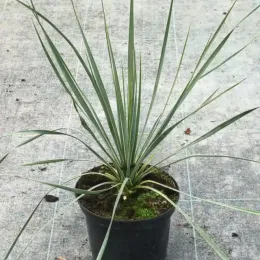 Yucca 'Saphire skies' (Yucca rostrata) — jeune plante graphique en pot noir de pépinière · Pot 2.5L