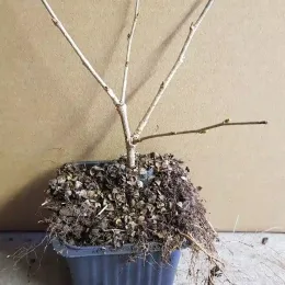Cerisier à fleurs du japon nain 'Midori-zakura' (Prunus incisa) — jeune arbuste sans feuilles en pot plastique · Godet