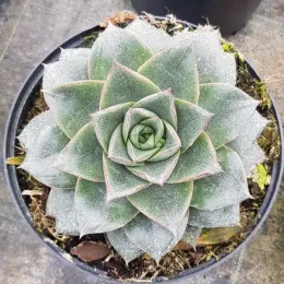 Echeveria (Echeveria purpusorum) — succulente en rosette vue du dessus · Pot 2.5L