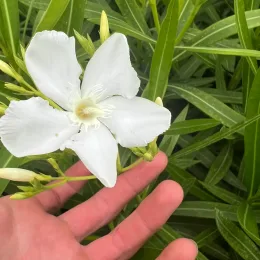 Laurier rose 'Album maximum' (Nerium oleander) — main tenant une grande fleur blanche ouverte