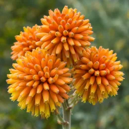 Aloès 'Ssp tsiroanomandidy' (Aloe capitata) — gros plan sur grappes de fleurs orangées · Photo d'illustration