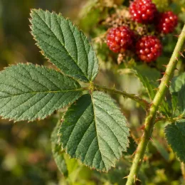 Framboisier fraise (Rubus illecebrosus) — rameau épineux avec feuilles composées et fruits rouges · Photo d'illustration