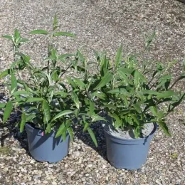 Arbre aux papillons 'rouge royal' (Buddleia davidii) — deux jeunes plants verts en pot de pépinière · Pot 3L