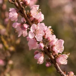 Pêcher 'Fairhaven' (Prunus persica) — branche couverte de petites fleurs roses