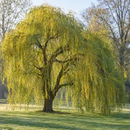 Saule pleureur 'Aurea' (Salix babylonica) — grand arbre aux longues branches retombantes