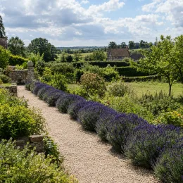 Lavande 'Hidcote' (Lavandula angustifolia) — massif de fleurs violettes bordant une allée · Photo d'illustration