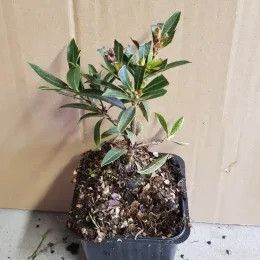 Arbousier, Arbre aux fraises Mercurius — jeune plant en pot plastique carré · Godet