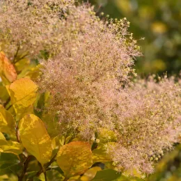 Arbre à perruque 'Golden lady' (Cotinus coggygria) — grappes plumeuses rosées au-dessus de feuilles jaunes