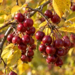 Pommier 'Braendkjaer' (Malus) — grappes de petits fruits rouges parmi feuilles jaunes