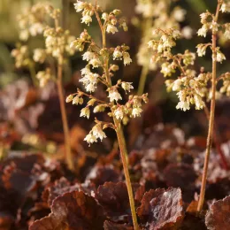 Heuchères 'Caffe vienna' (Heuchera) — fines hampes fleuries au-dessus d’un dense feuillage · Photo d'illustration
