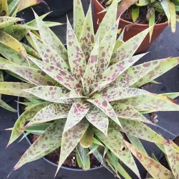 Mangave 'Pineapple express' — rosette de longues feuilles tachetées en pot · Pot 3L