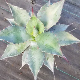 Agave d'amérique bleu 'Toliman blue' (Agave americana) — rosette compacte aux feuilles épaisses bordées d'épines · Pot 2.5L