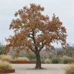Chêne (Quercus pyrenaica) — arbre isolé au feuillage brun sur gravier · Photo d'illustration