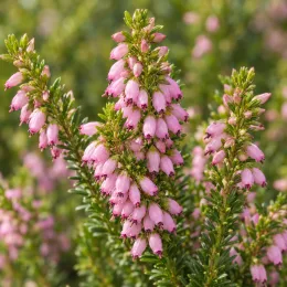Bruyère 'Rose' (Erica darleyensis) — grappes de petites fleurs roses allongées