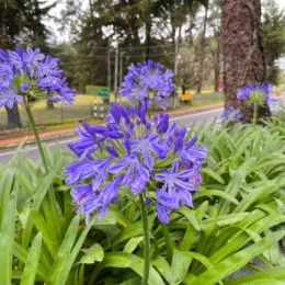 Agapanthes