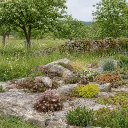 Joubarbe chocolat 'Charms choco latte' (Sempervivum) — massif de rocailles planté dans un verger · Photo d'illustration