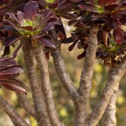 Aéonium pourpre 'Purpureum' (Aeonium arboreum) — rosettes serrées de feuilles épaisses pourpres, gros plan