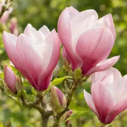 Magnolia 'George henry kern' — gros plan de grandes fleurs roses et blanches