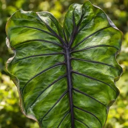 Oreille d'éléphant 'Pharaohs mask' (Colocasia esculenta) — grand feuillage vert brillant aux nervures sombres